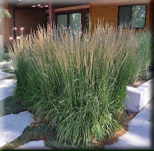 Ornamental Grasses